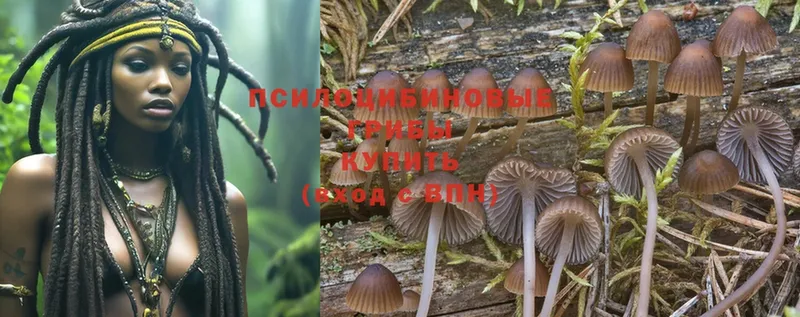 Псилоцибиновые грибы MAGIC MUSHROOMS  наркошоп  Волжск 